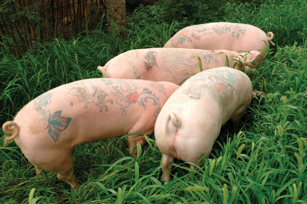 Tattooed-pigs_art-farm_beijing_139_1000