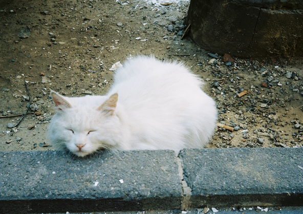 TRIAD: Sleeping Cats