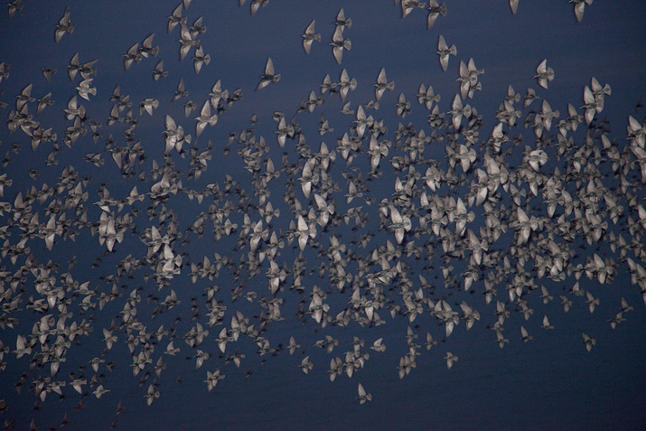 Murmurations of starlings from RINKO KAWAUCHI’s Halo (Aperture, 2017).