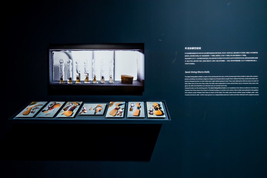 Installation view of TISSUE CULTURE & ART PROJECT’s The Semi-Living Worry Dolls, 2000, McCoy cell lines, biodegradable polymers and surgical sutures, dimensions variable, at “Quasi-Nature: Bio Art, Borderline and Laboratory,” Hyundai Motorstudio Beijing, 2019.