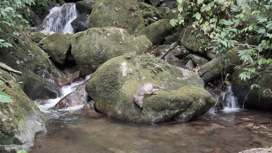 CHEN XINHAO, A Boar, 2018, still from single-channel video: 5 min 10 sec. Courtesy the artist.