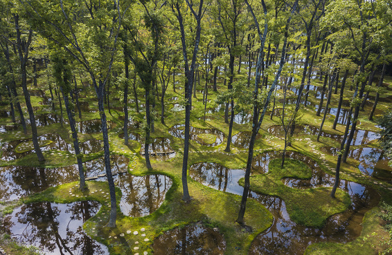 Junya Ishigami+Associates’ botanical project Art Biotop Water Garden, located in Tochigi, Japan, is the winner of the inaugural Obel Award. Courtesy Junya Ishigami.