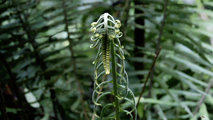 ZHENG BO, Pteridophilia 4, 2019, 4K video with color and sound: 16 min. Courtesy the artist and Edouard Malingue Gallery, Shanghai / Hong Kong.